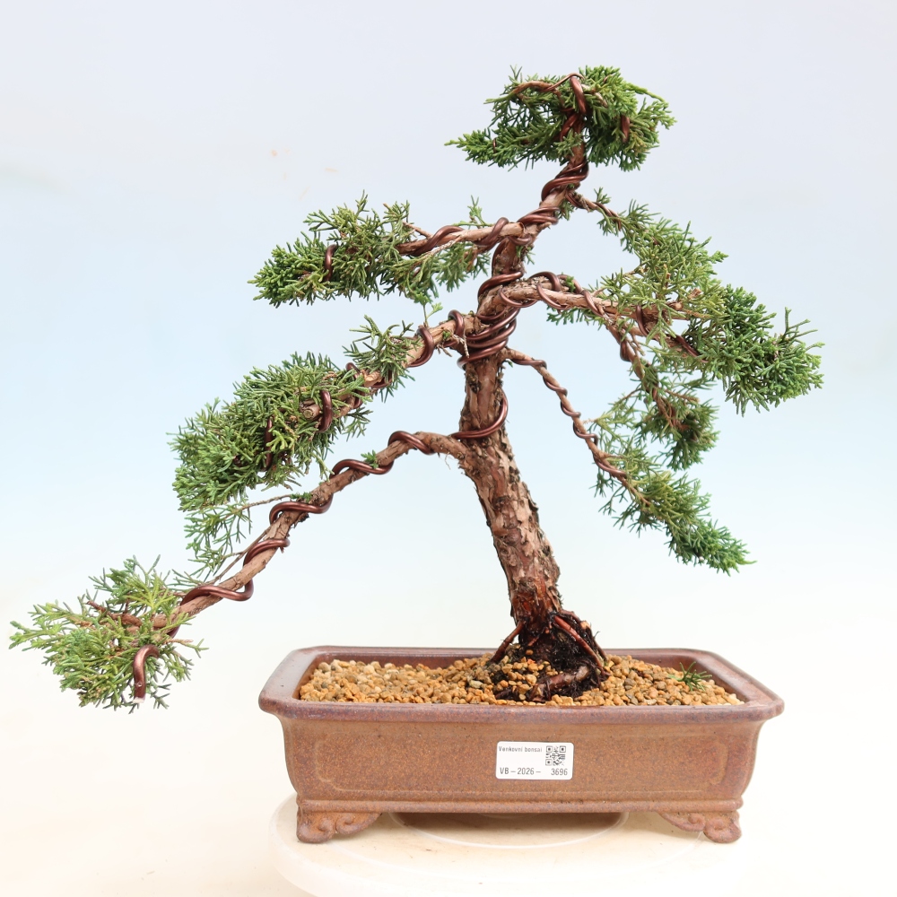 Kültéri bonsai - Juniperus chinensis Kishu
