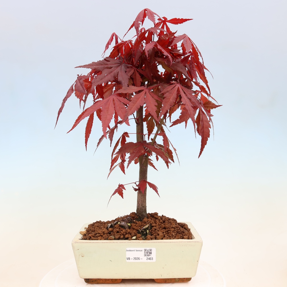 Kültéri bonsai - Acer pálma. Atropurpureum-Javor palmate