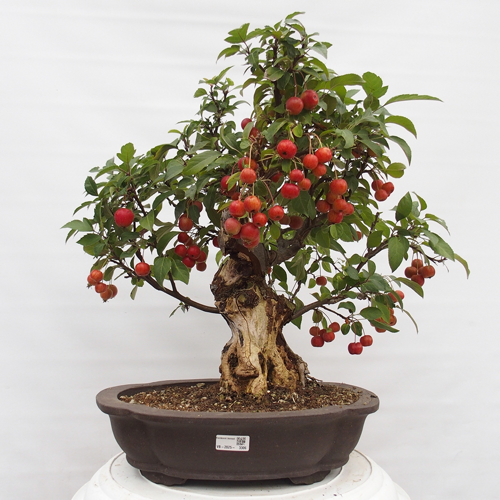 Kültéri bonsai -Malus halliana - Kis gyümölcsű almafa