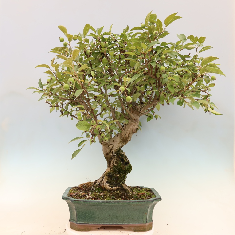 Kültéri bonsai -Malus halliana - Kis gyümölcsű almafa