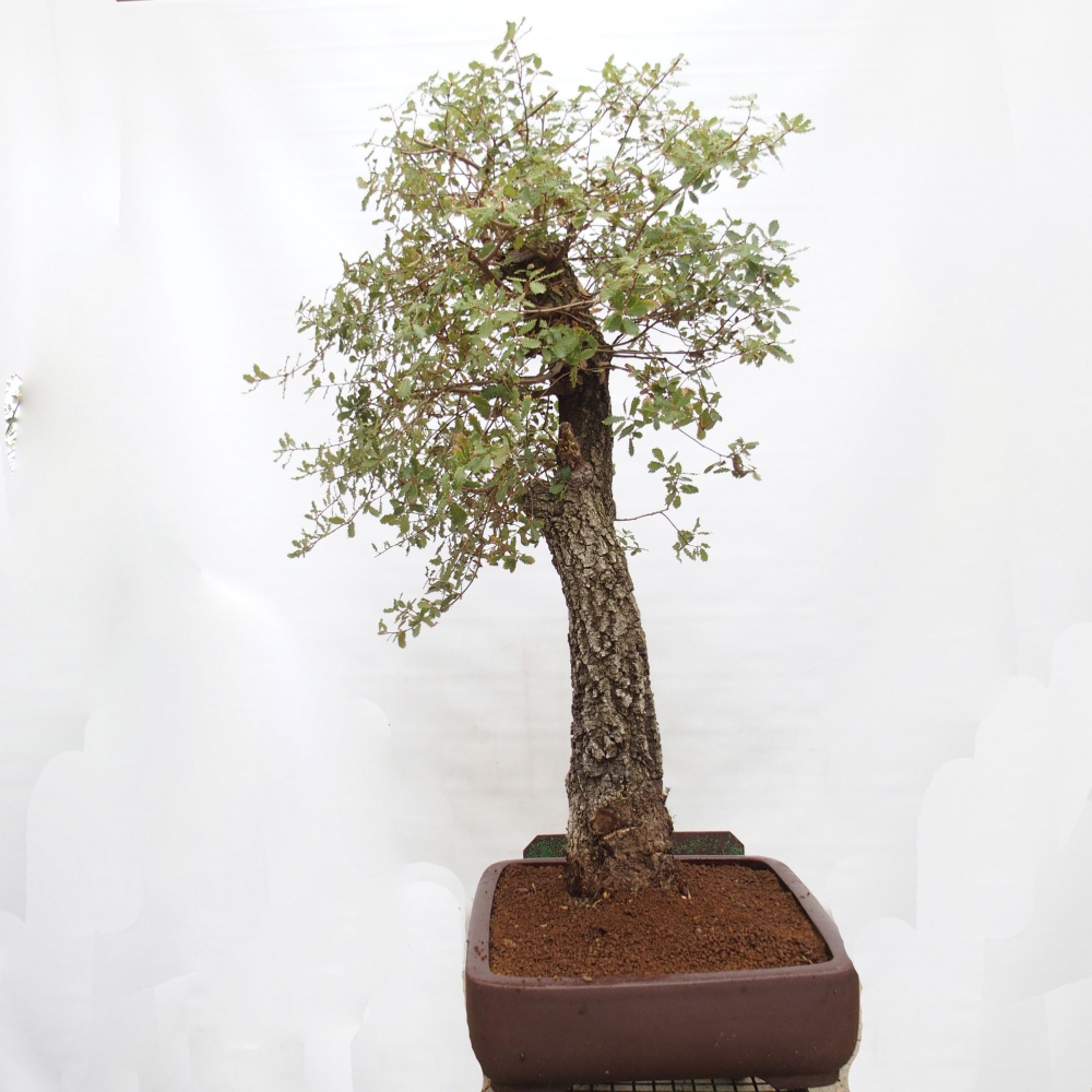 Yamadori - Quercus Ilex - Tölgy magyal