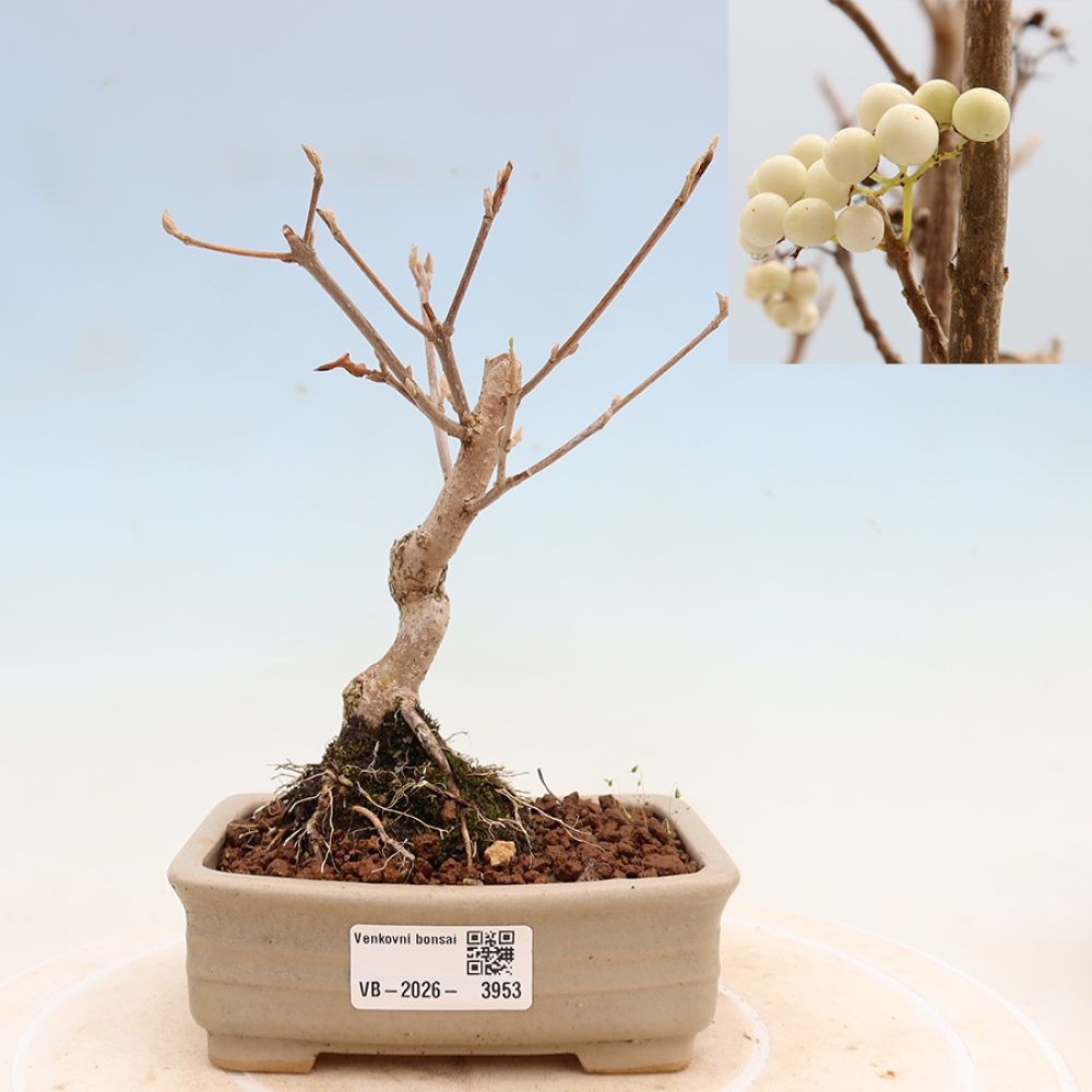 Kültéri bonsai – Callicarpa bodinieri Snowqueen – Gyönyörűtermésű bokor