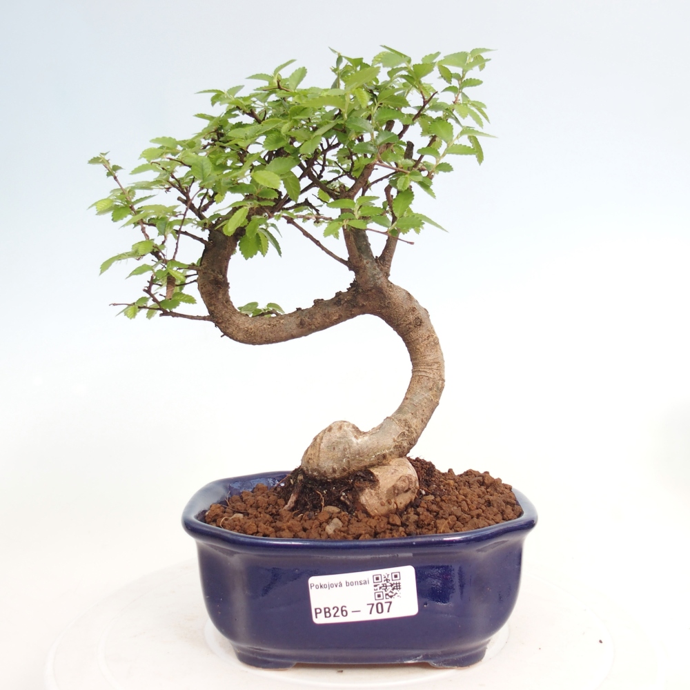 Szobai bonsai - Ulmus parvifolia - Kislevelű szilfa