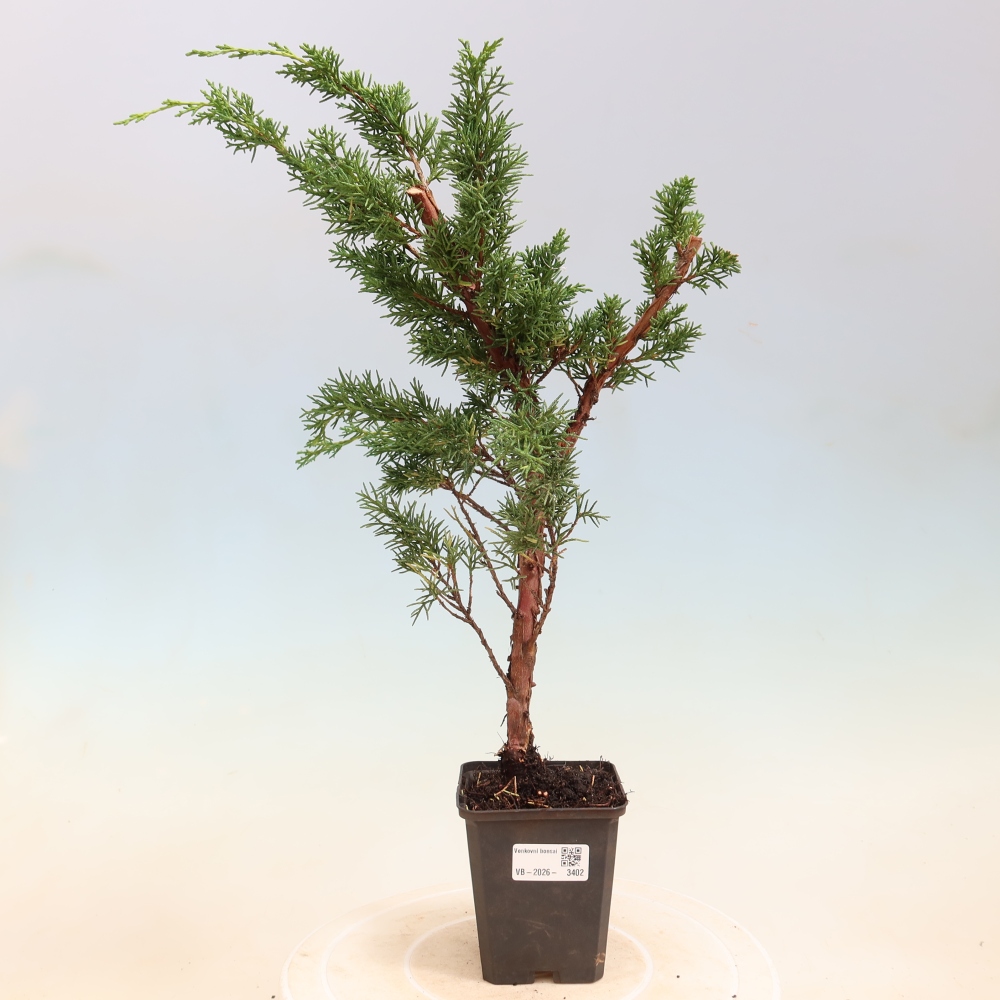 Kültéri bonsai - Juniperus chinensis Kishu