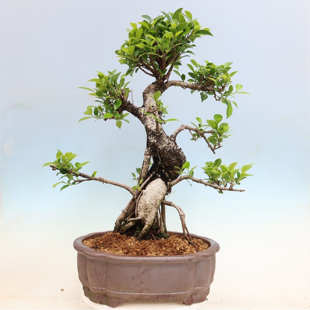 Szobai bonsai - Ficus kimmen - kislevelű fikusz