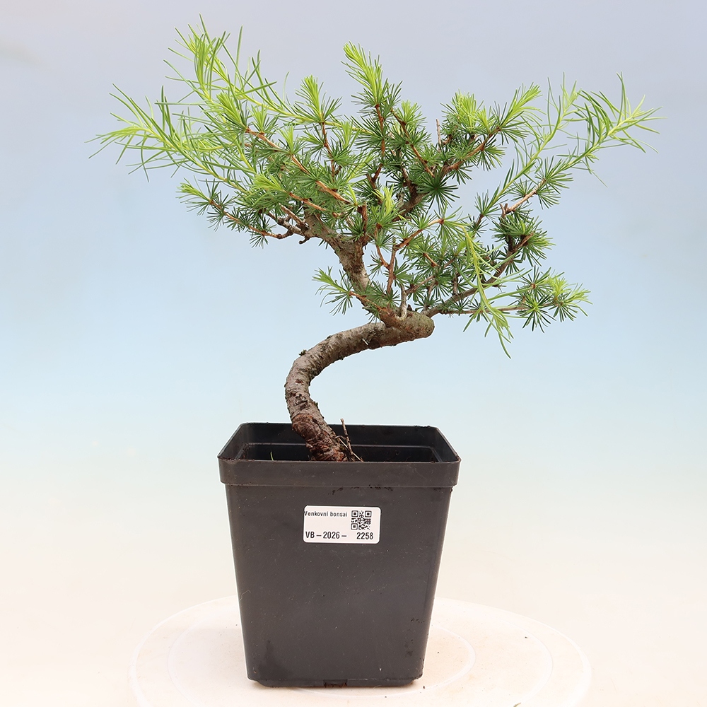 Kültéri bonsai - Larix decidua - vörösfenyő