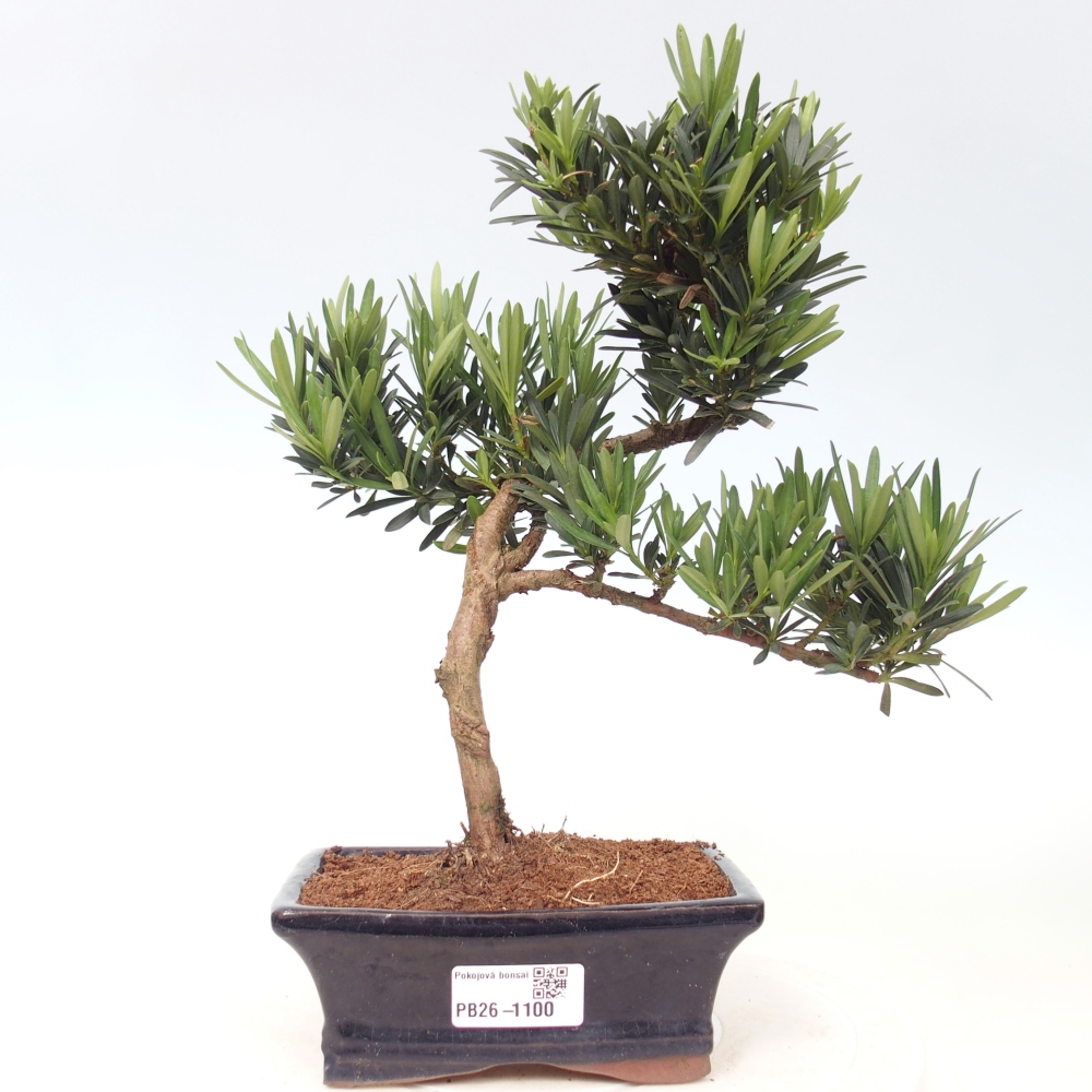 Szobai bonsai - Podocarpus - Kőtiszafa