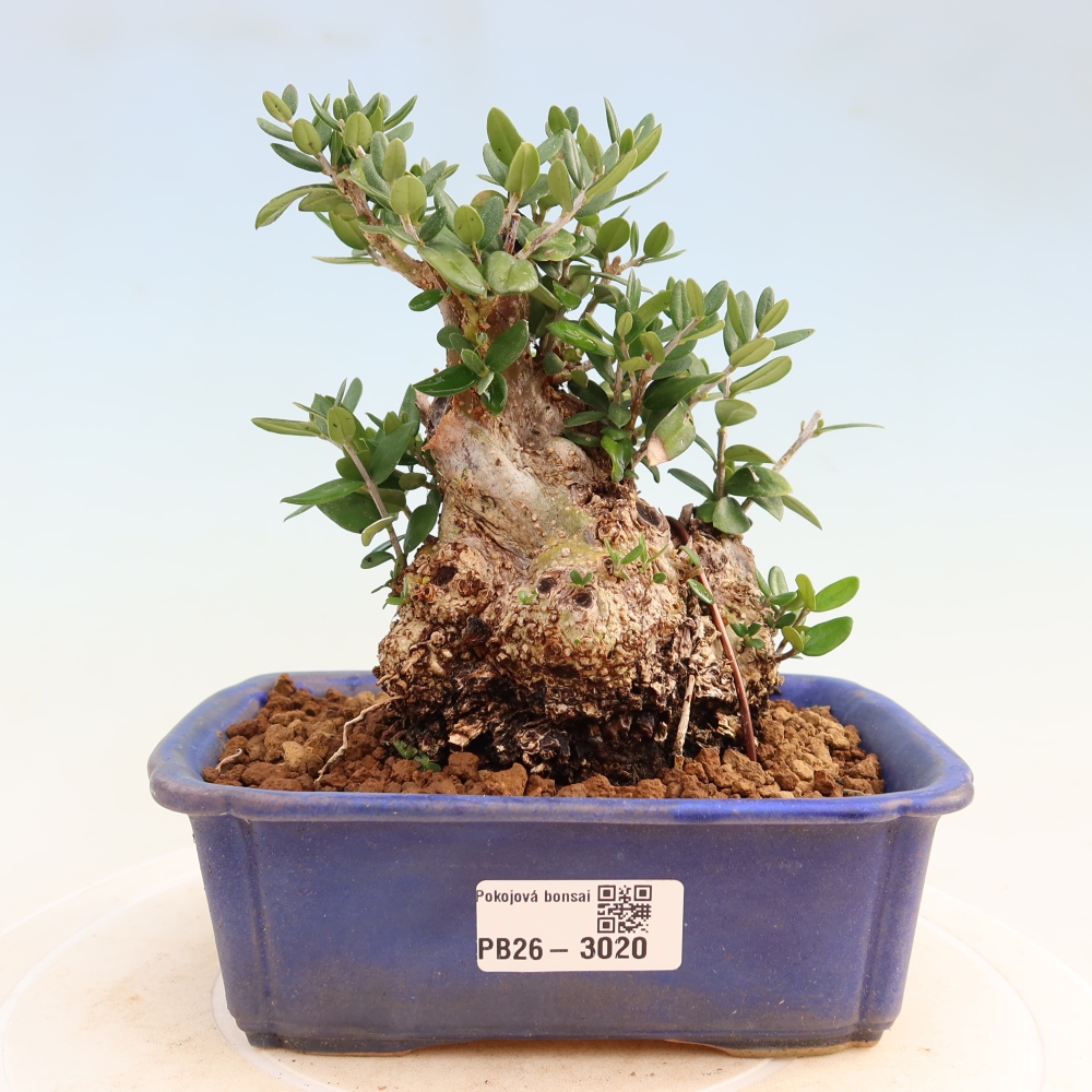 Beltéri bonsai - Olea europaea sylvestris