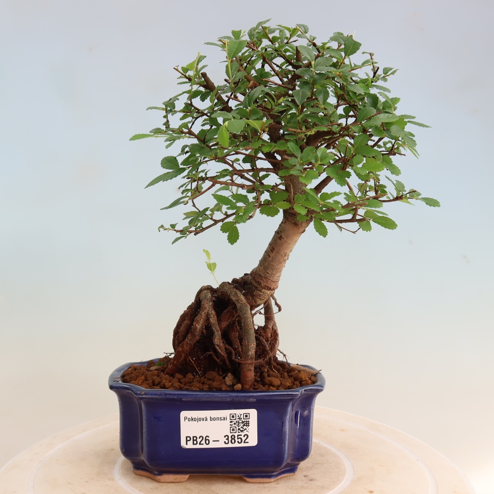 Szobai bonsai - Ulmus parvifolia - Kislevelű szilfa