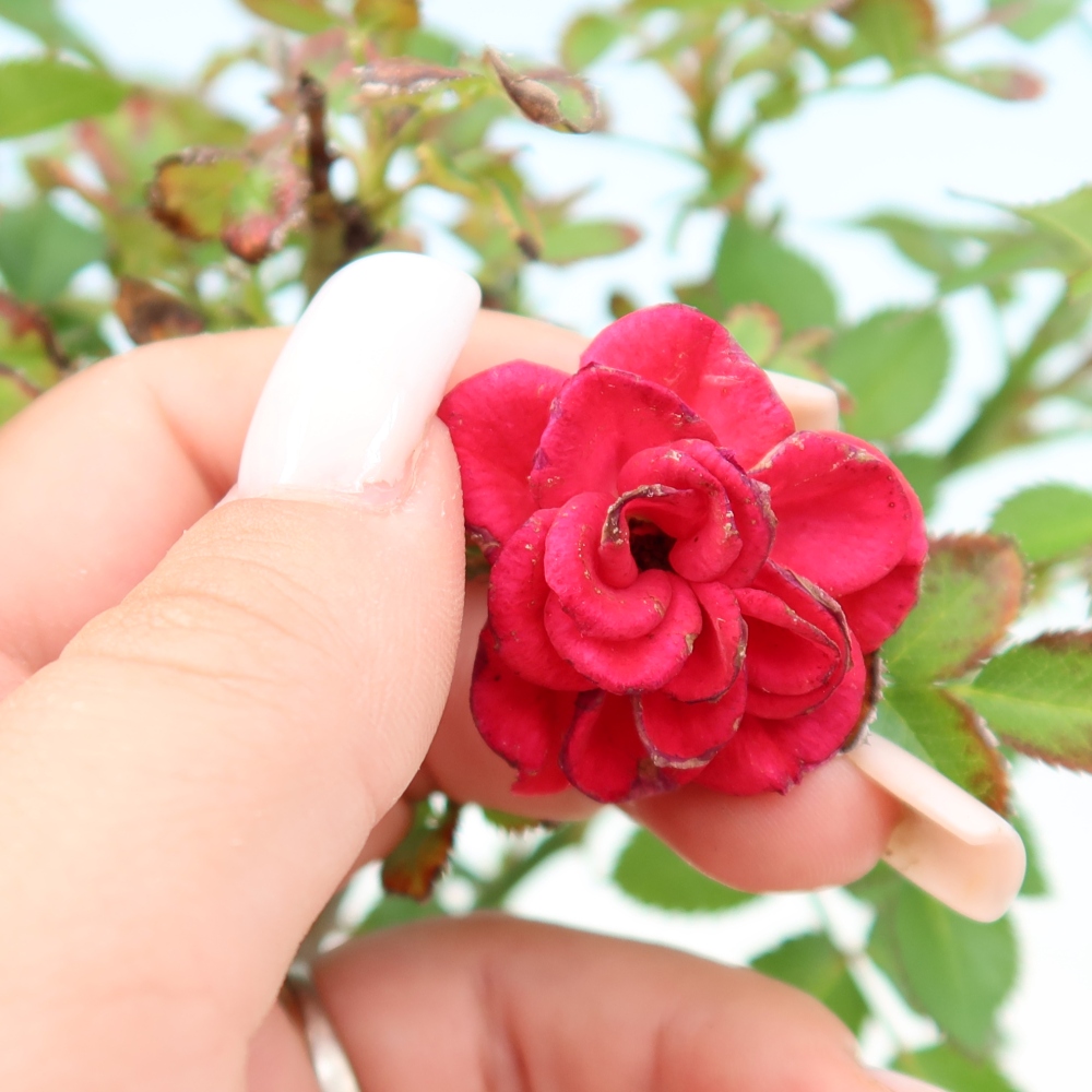 Kültéri bonsai - Rosa Kordes - rózsa