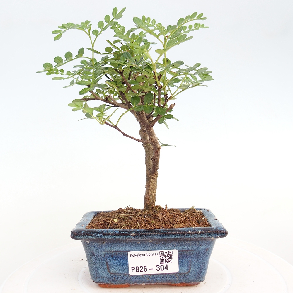 Szobai bonsai - Zantoxylum piperitum - borsfa