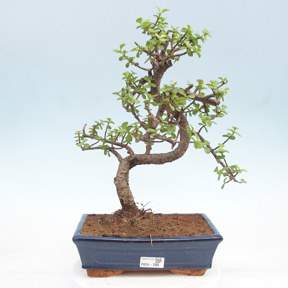 Szoba bonsai - Portulakaria Afra - Tlustice