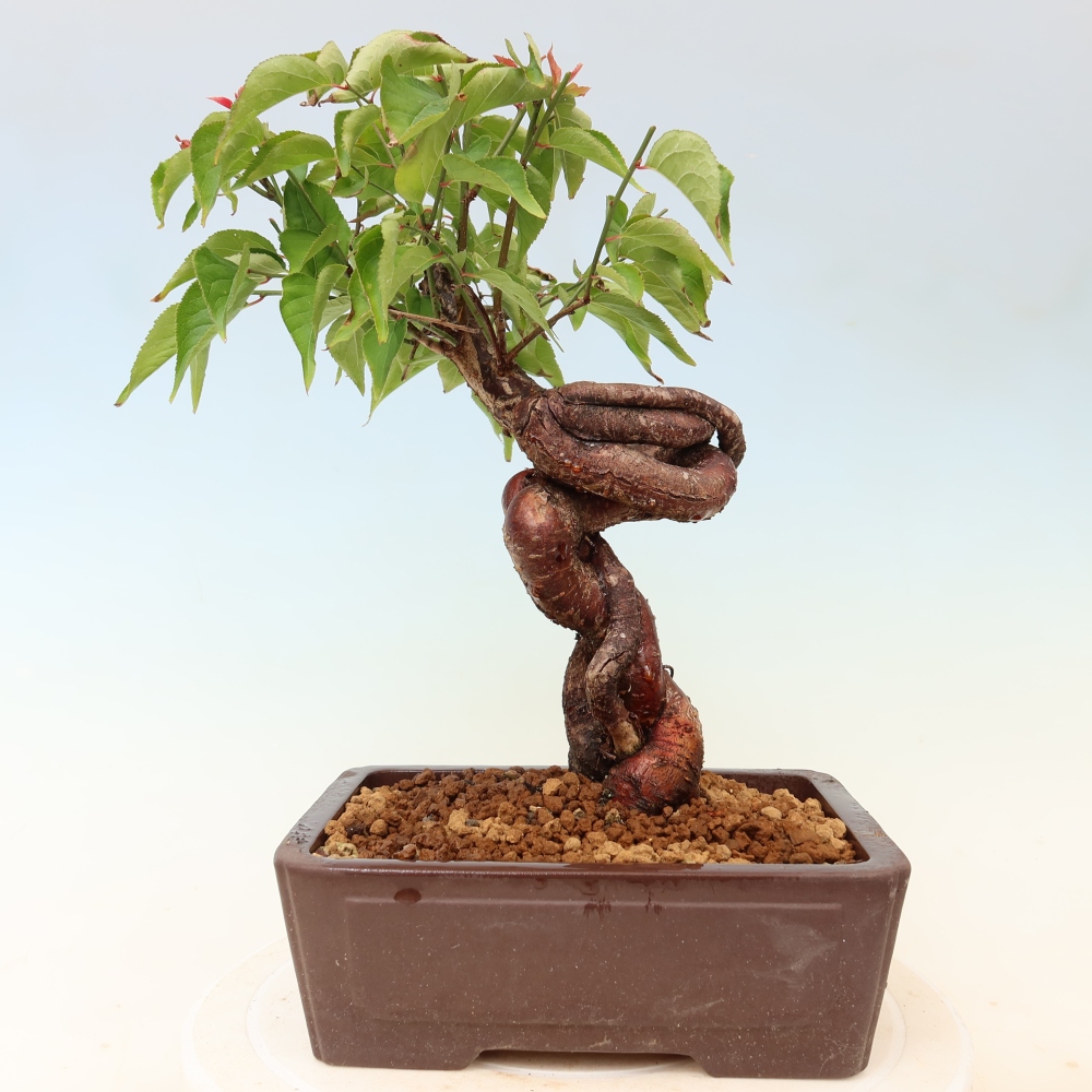 Kültéri bonsai – Japán barack – Prunus Mume