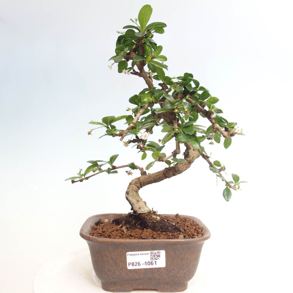 Szobai bonsai - Carmona macrophylla - Tea fuki