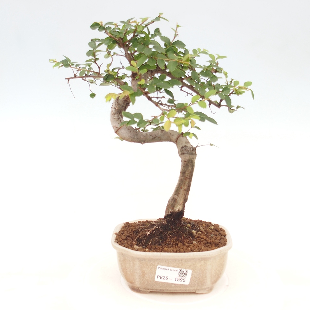 Szobai bonsai - Ulmus parvifolia - Kislevelű szilfa