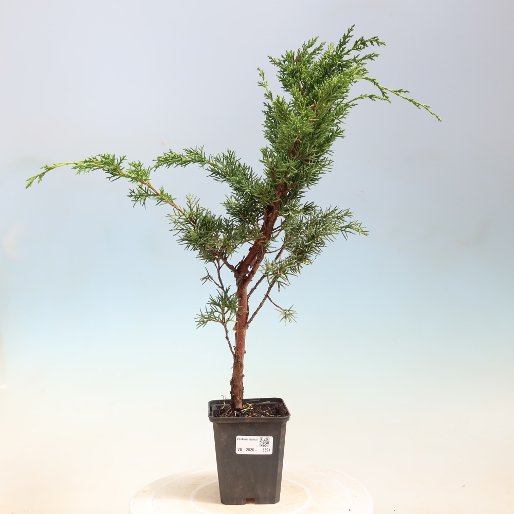 Kültéri bonsai - Juniperus chinensis Kishu