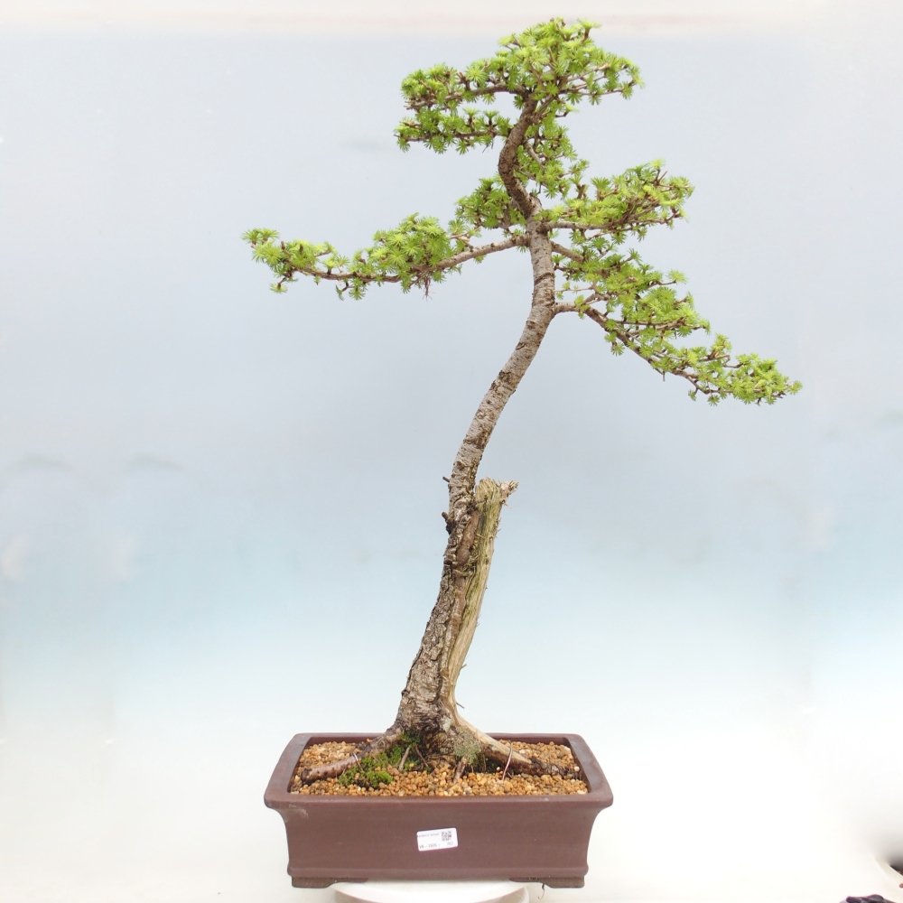 Kültéri bonsai -Larix decidua - vörösfenyő - Csak raklapon szállítható