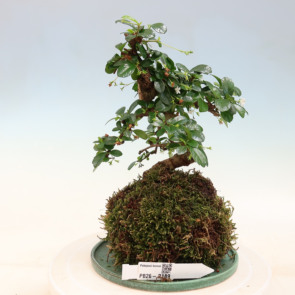 Kokedama alátéttel – Čaj-fuki – Carmona macrophylla