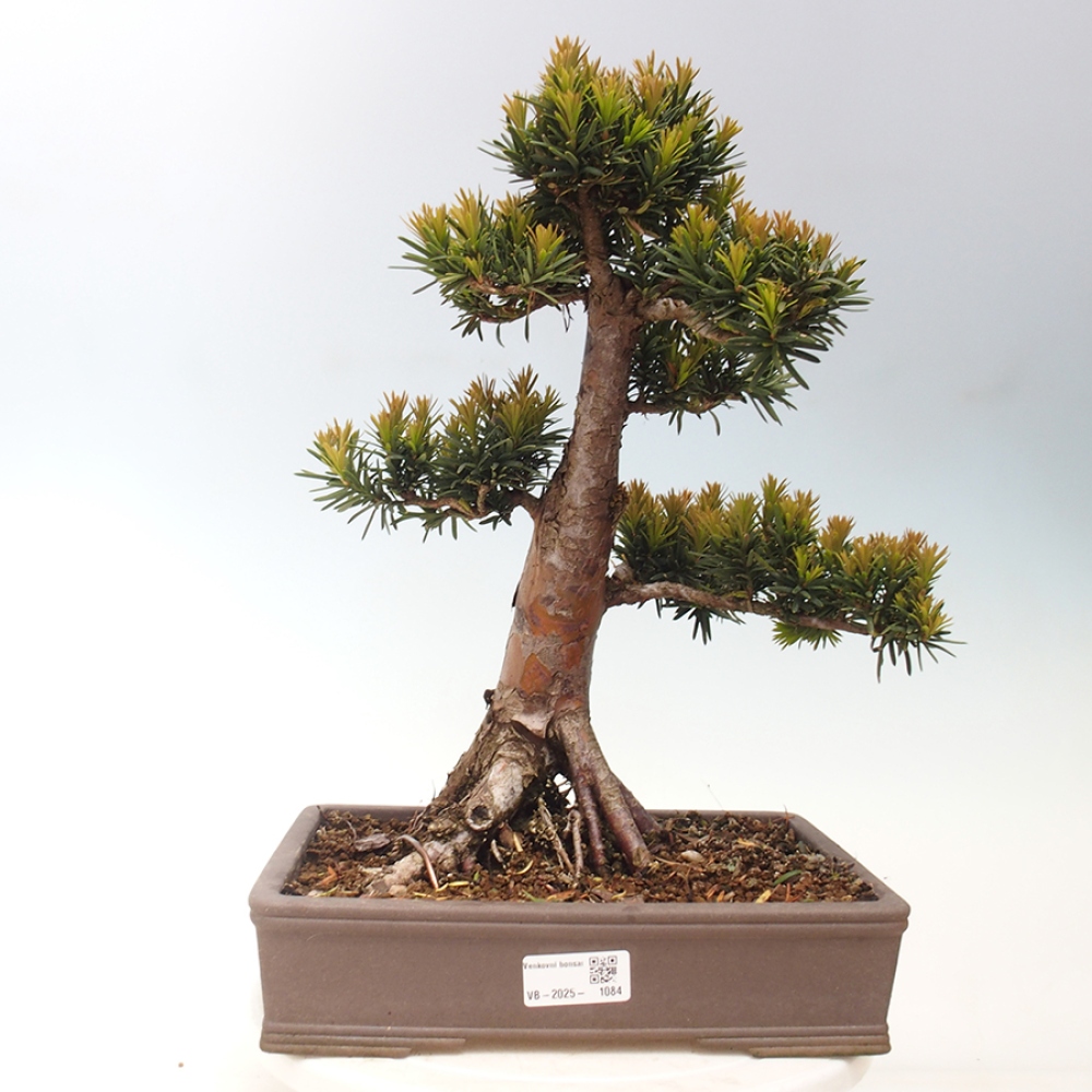 Kültéri bonsai - Taxus cuspidata - japán tiszafa