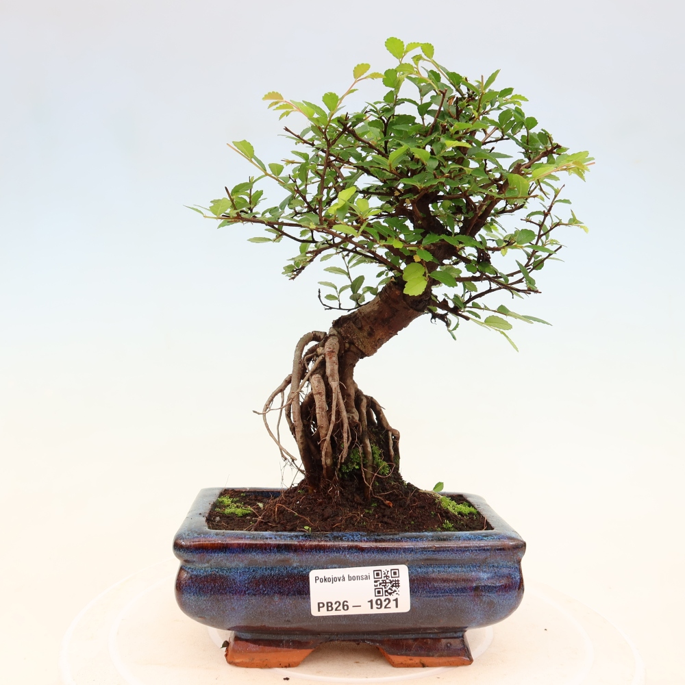 Szobai bonsai - Ulmus parvifolia - Kislevelű szilfa