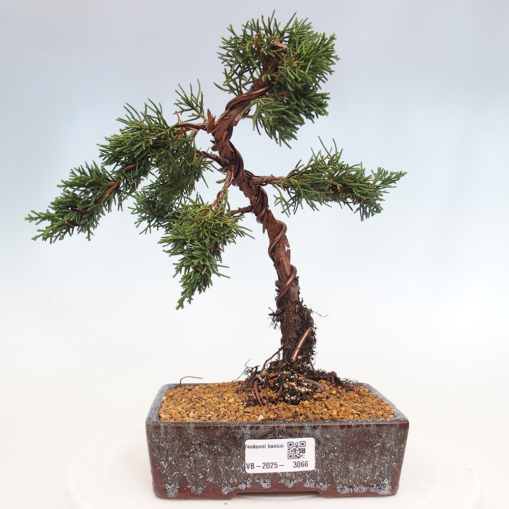 Kültéri bonsai - Juniperus chinensis Kishu