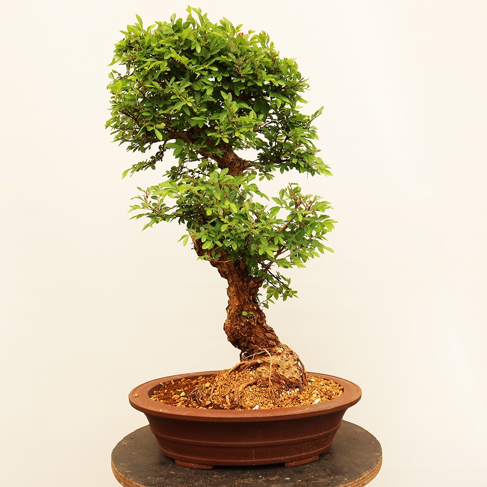 Kültéri bonsai - Zelkova - Zelkova NIRE