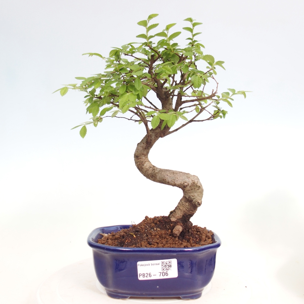 Szobai bonsai - Ulmus parvifolia - Kislevelű szilfa