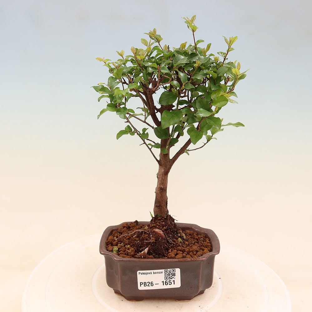 Szobai bonsai - Sageretia thea - Sageretia thea