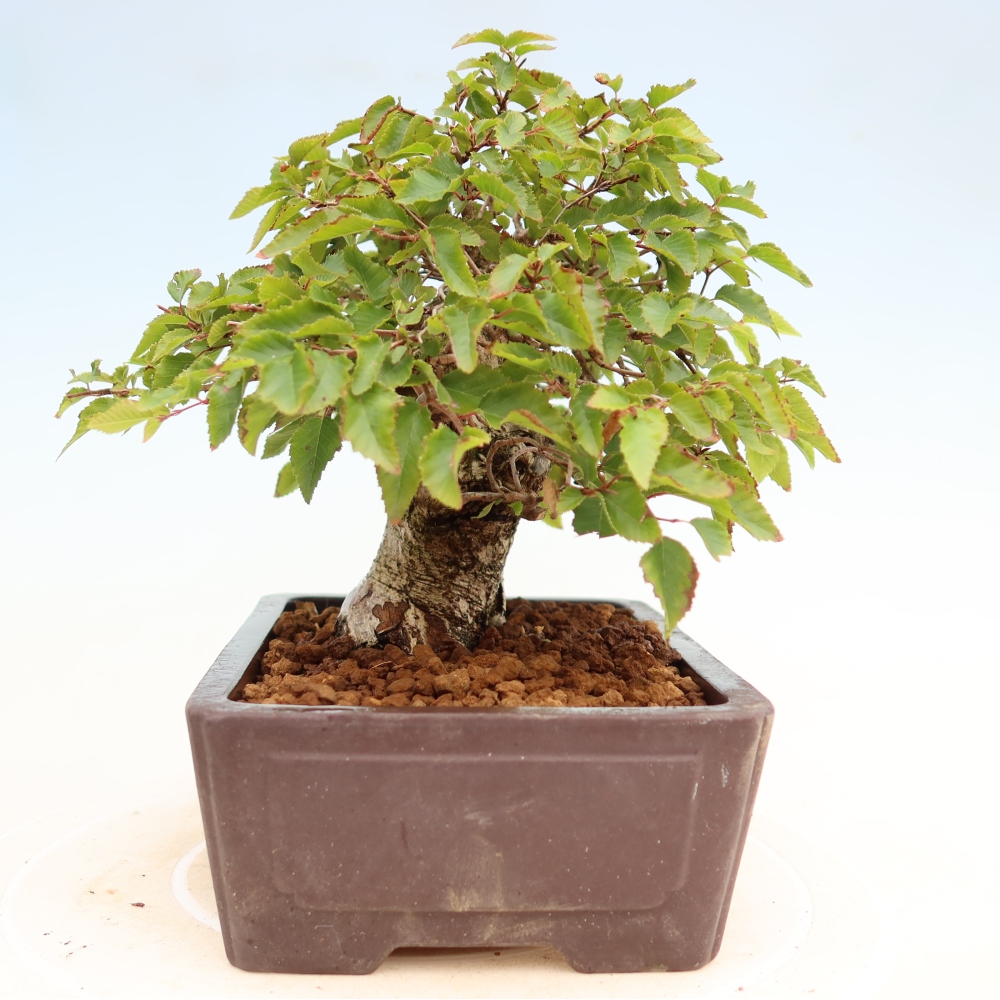 Kültéri bonsai -Carpinus Coreana - Koreai gyertyánfa