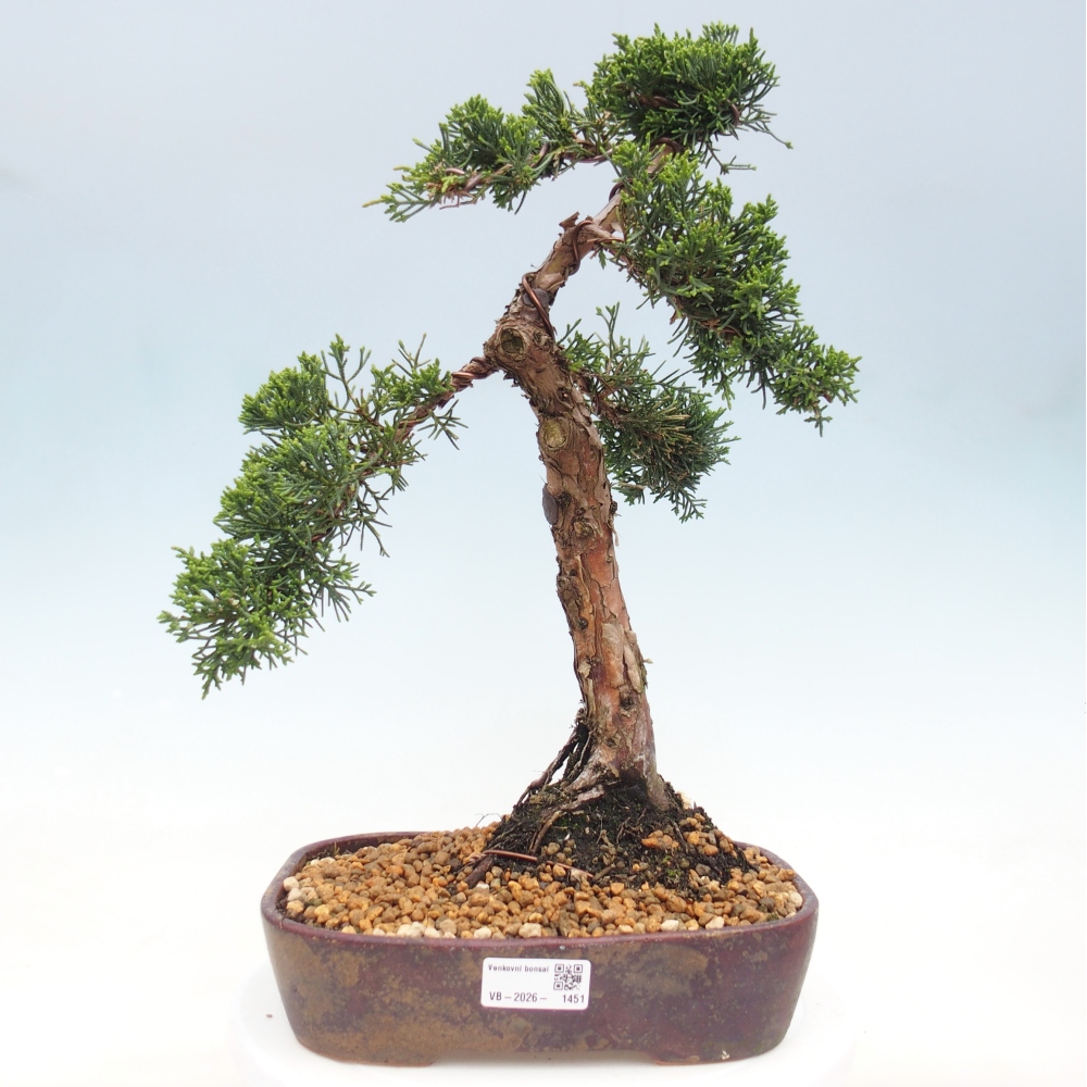 Kültéri bonsai - Juniperus chinensis Kishu