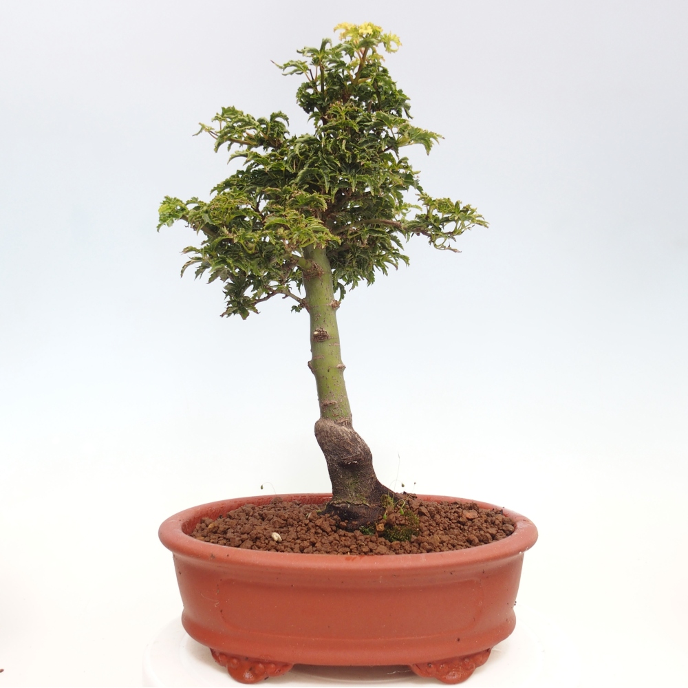 Kültéri bonsai -Javor pálma Acer palmatum Shishigashira