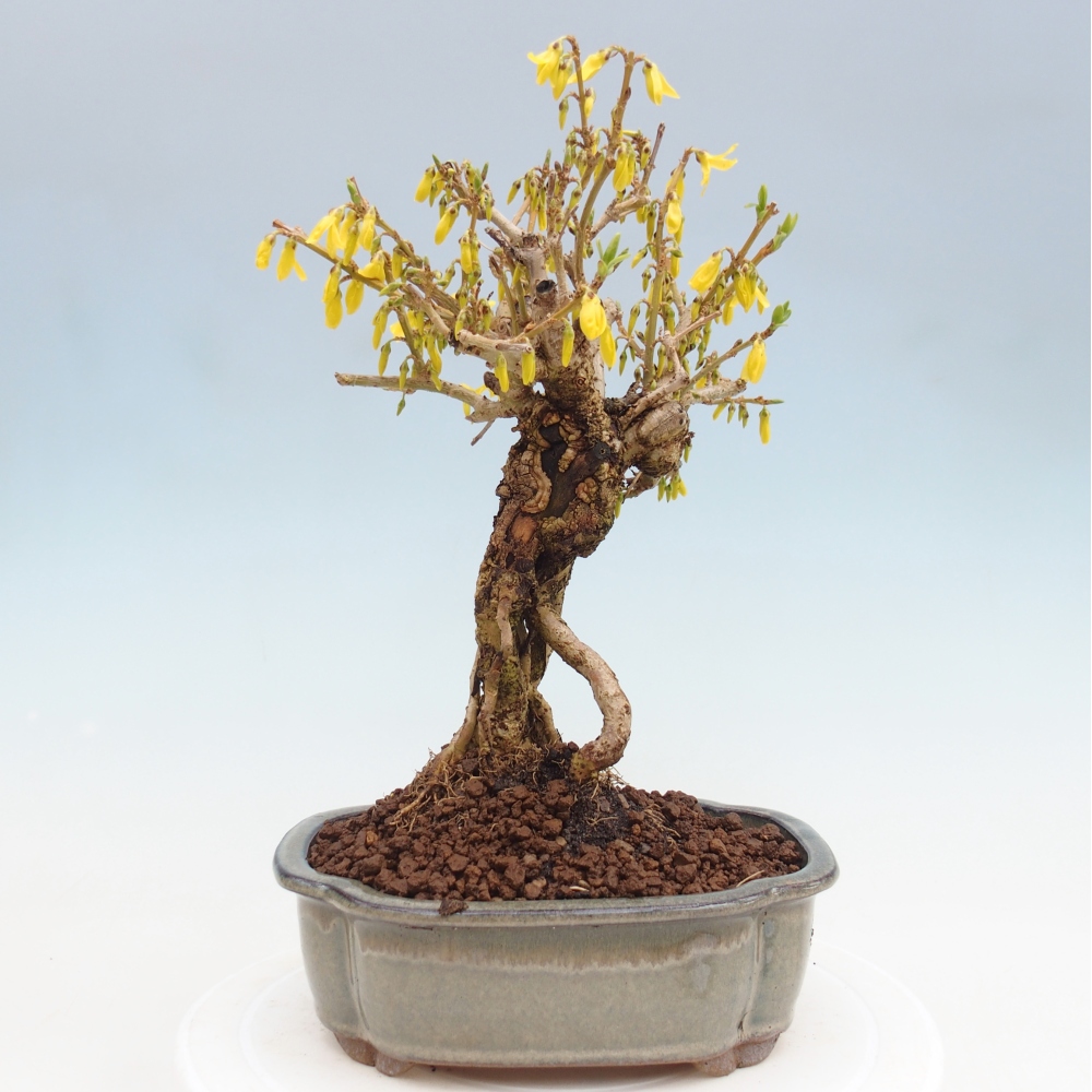 Kültéri bonsai - Zlatice - Forsythia koreana