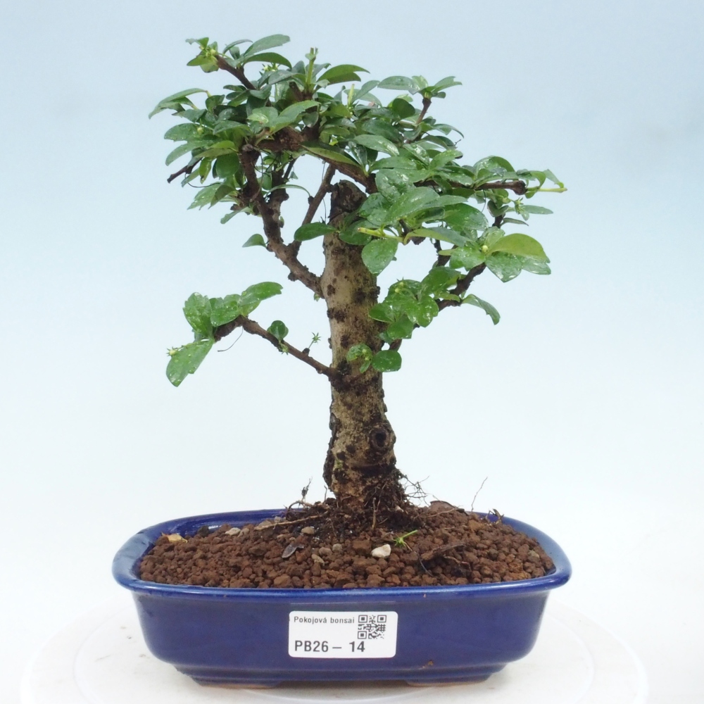 Szobai bonsai - Carmona macrophylla - Tea fuki