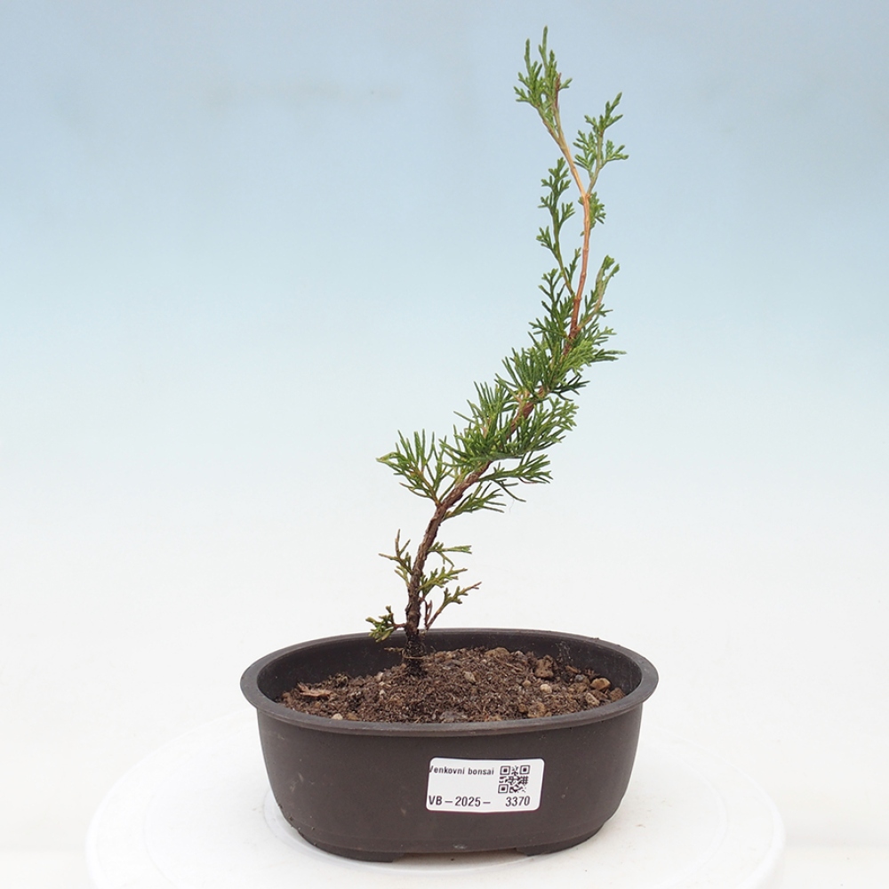 Kültéri bonsai - Juniperus chinensis Itoigawa