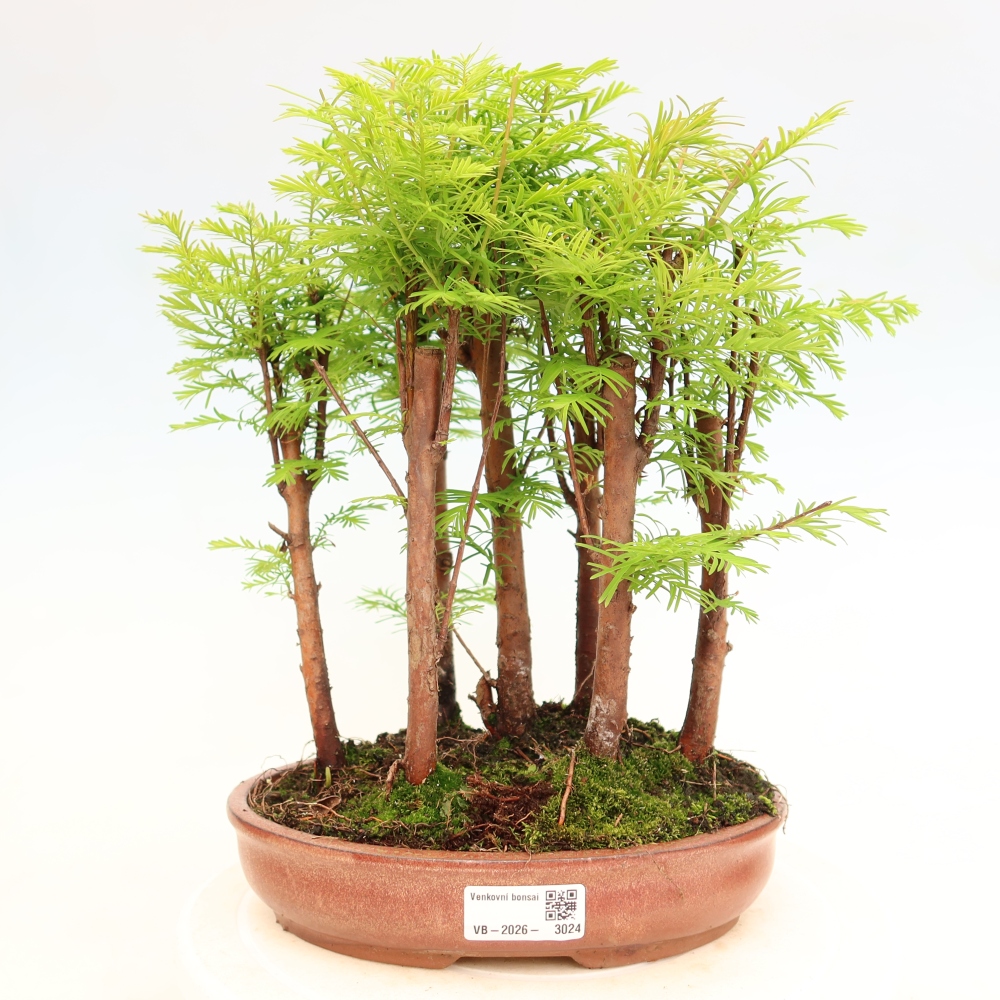 Kültéri bonsai – Metasequoia glyptostroboides – kínai metasequoia – kis erdő