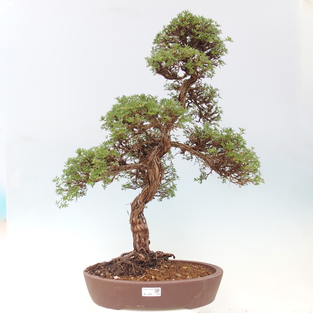 Kültéri bonsai - Potentila fruticosa