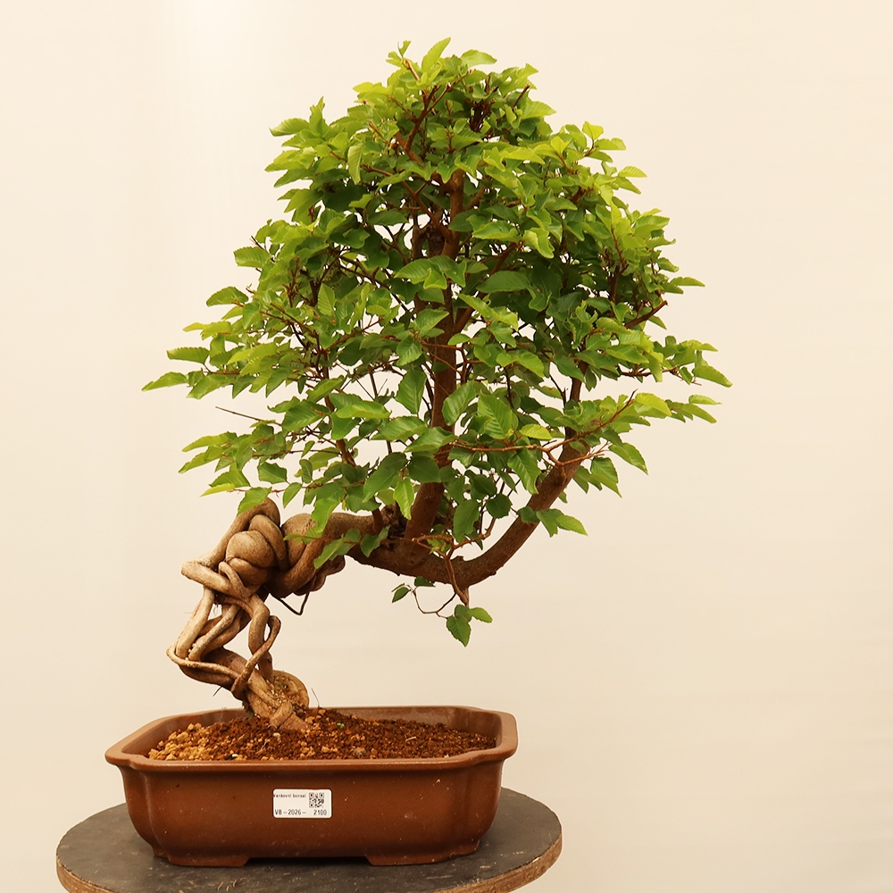 Kültéri bonsai -Carpinus Coreana - Koreai gyertyánfa