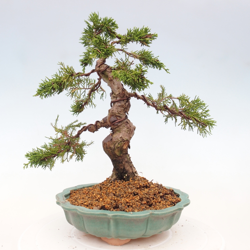 Kültéri bonsai - Juniperus chinensis Itoigawa