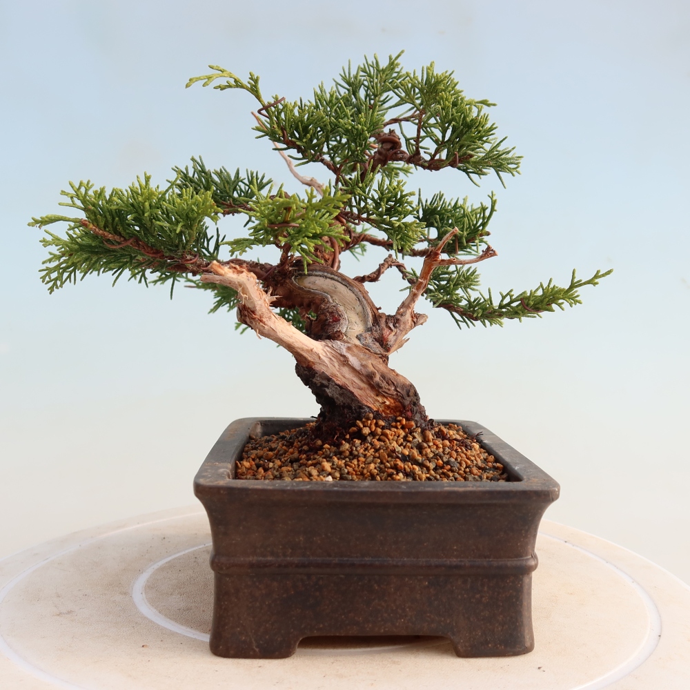 Kültéri bonsai - Juniperus chinensis Itoigawa