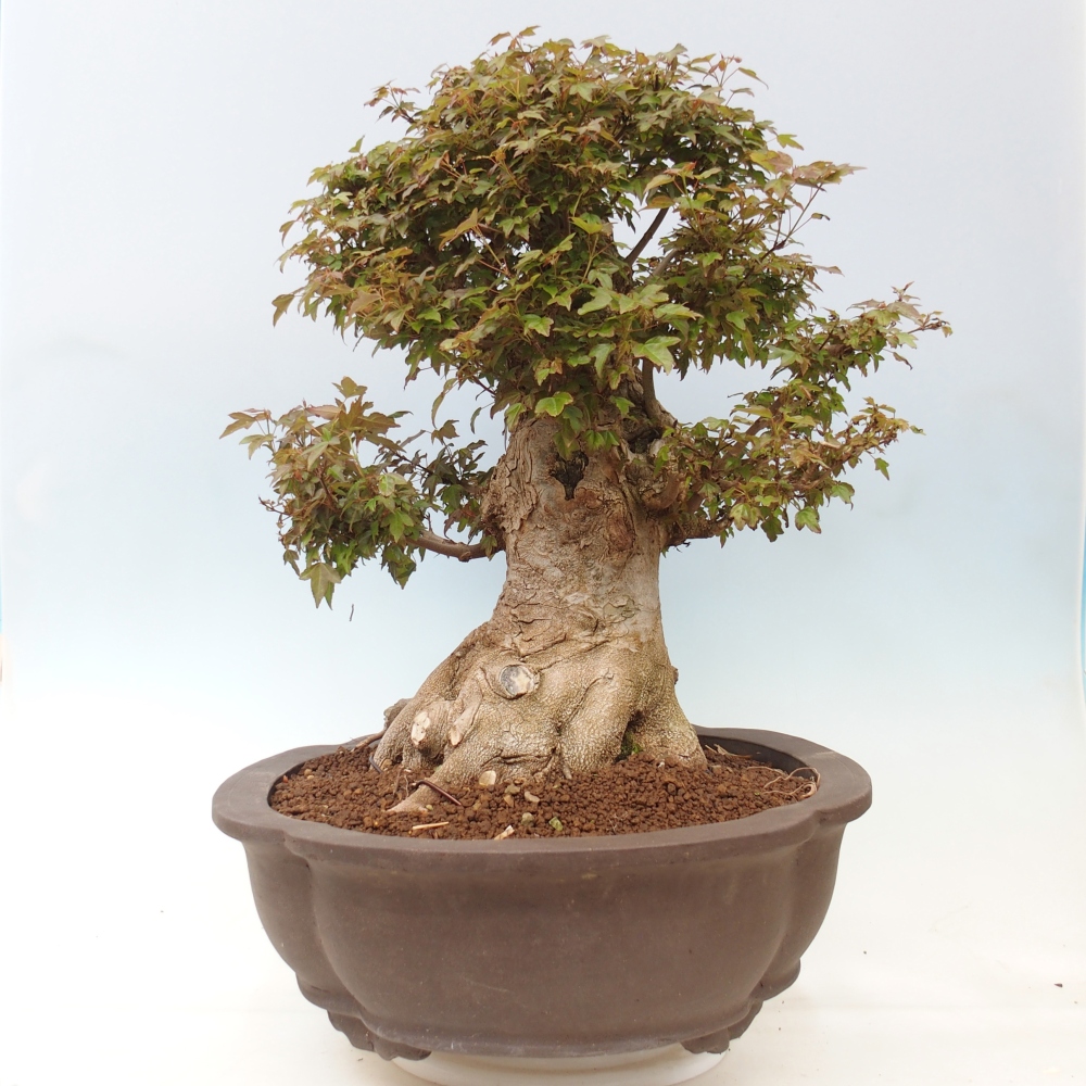 Kültéri bonsai - Acer Buergerianum - Burger juhar