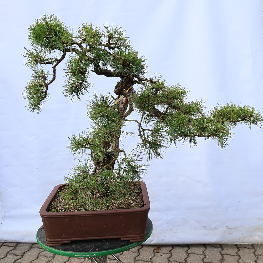 Pinus sylvestris Spanyolország – erdei fenyő