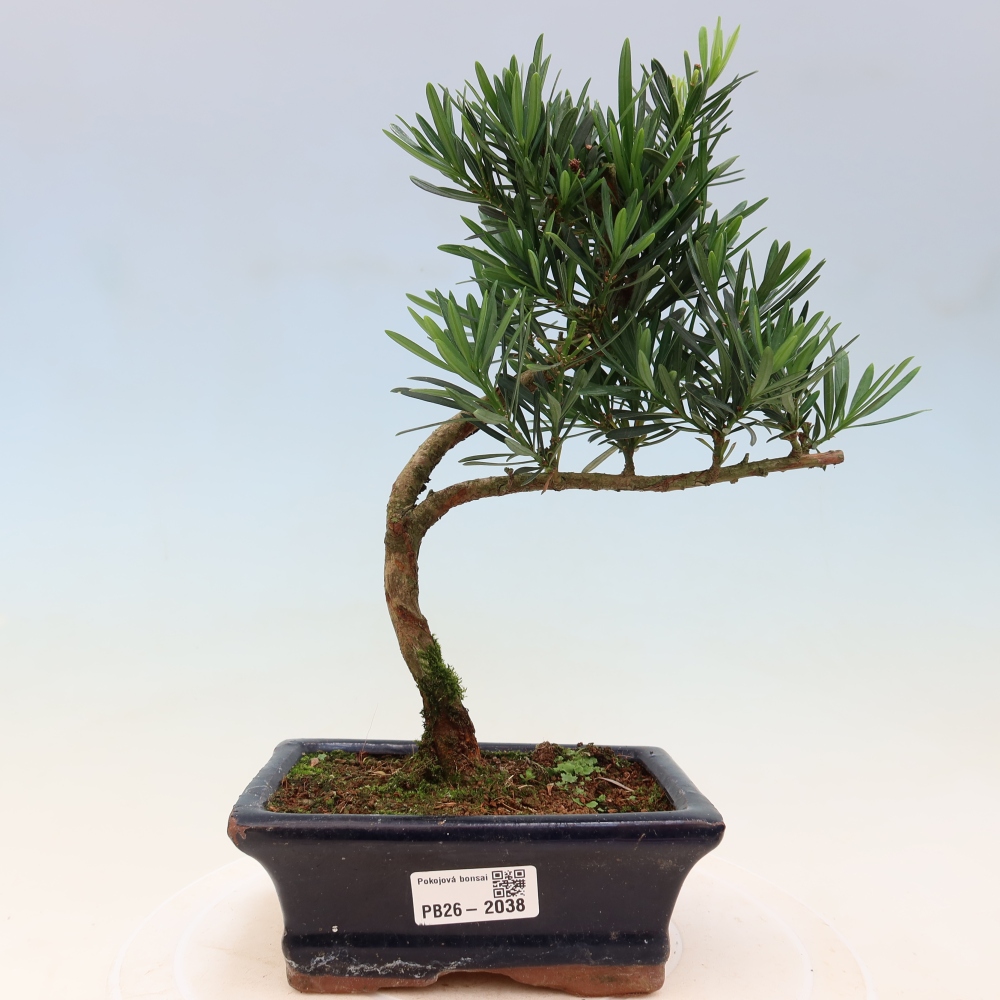 Szobai bonsai - Podocarpus - Kőtiszafa