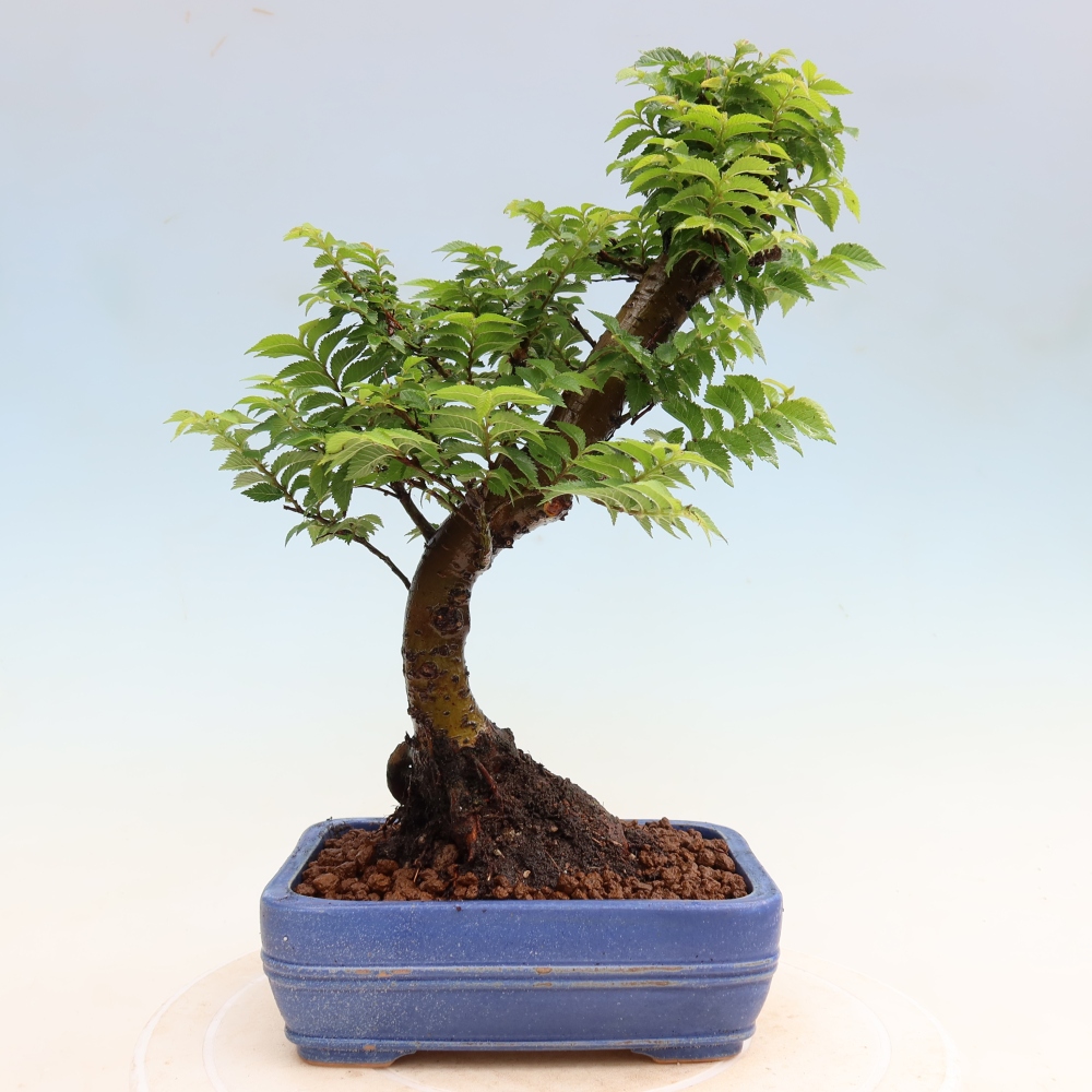 Kültéri bonsai – Ulmus Jacqueline Hillier – Gyönyörű szil