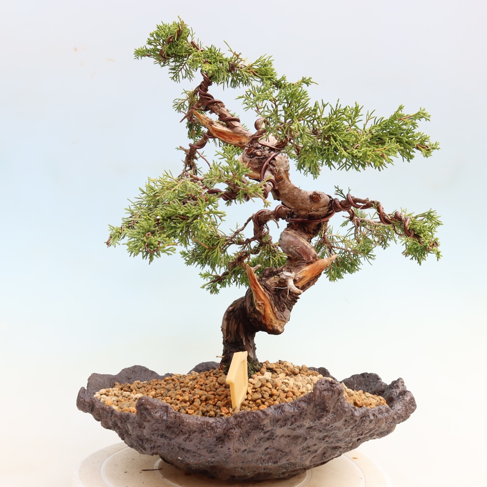 Kültéri bonsai - Juniperus chinensis Itoigawa-Juniperus chinensis