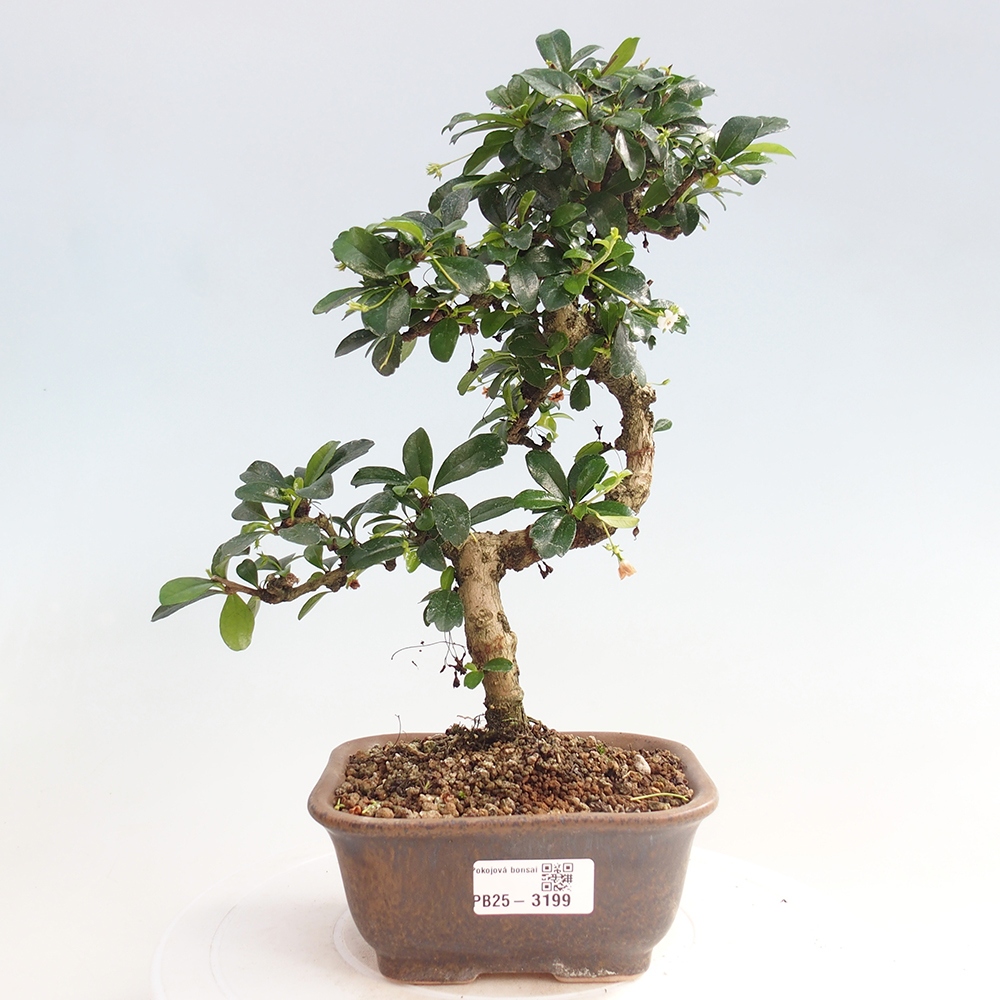 Szobai bonsai - Carmona macrophylla - Tea fuki