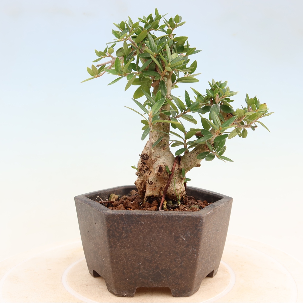Beltéri bonsai - Olea europaea sylvestris
