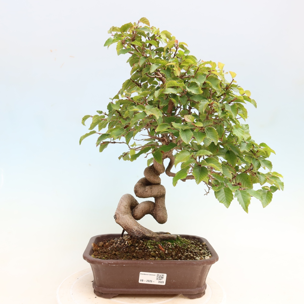 Kültéri bonsai -Carpinus CARPINOIDES - Koreai gyertyánfa