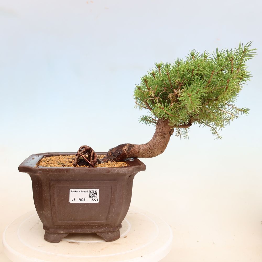 Kültéri bonsai - lucfenyő - Picea glauca globe