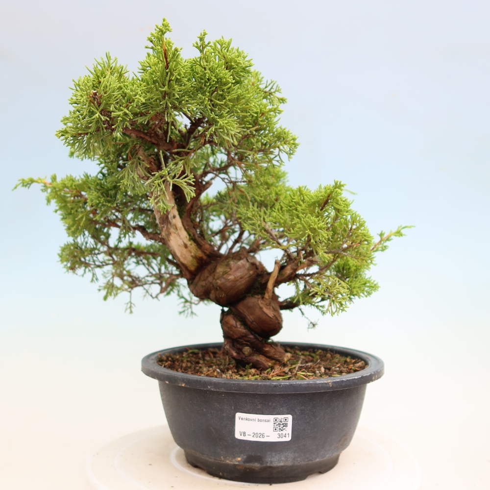 Kültéri bonsai - Juniperus chinensis Itoigawa-Juniperus chinensis