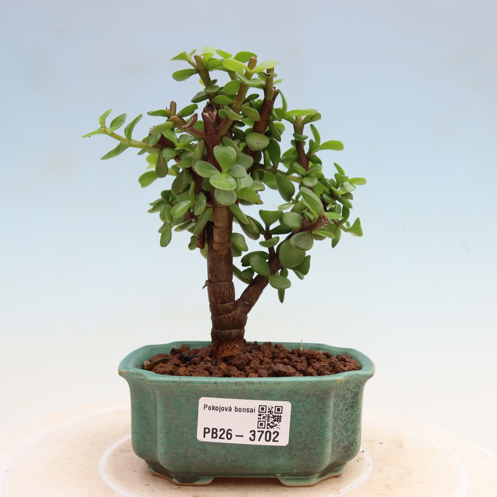 Szoba bonsai - Portulakaria Afra - Tlustice
